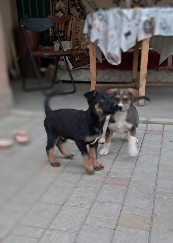 Цуценята. Віддам