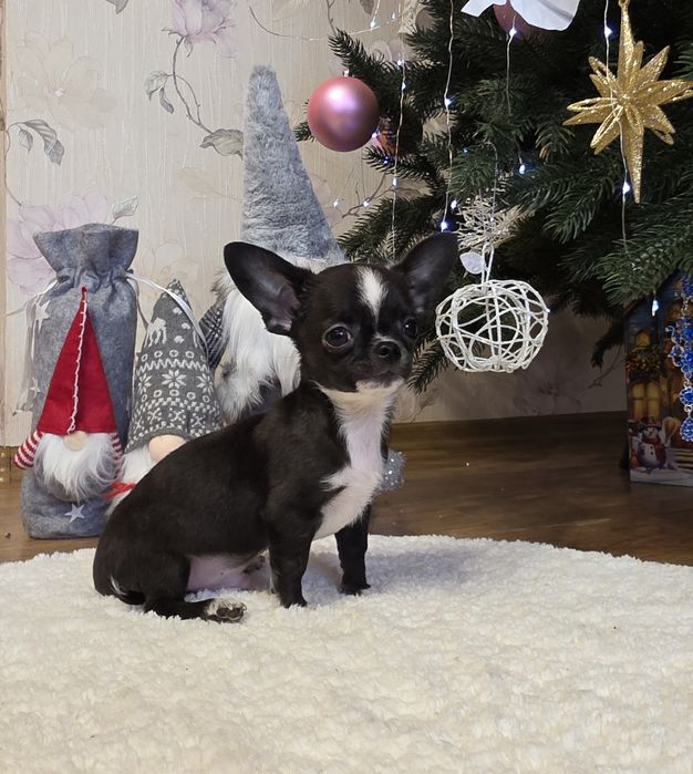 Неймовірні красунчики. Міні чихуахуа.