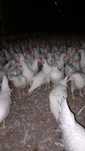 Kury Nioski Leghorn 24 tygodnie! Wysyłka.