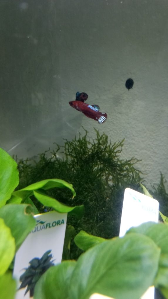 Vendo várias fêmeas bettas splendens halfmoon koy Galaxy e candy e Nem