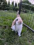 Króliki mini lop