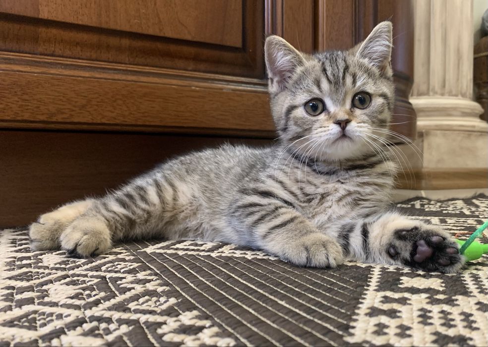 Котик Skottish straiht