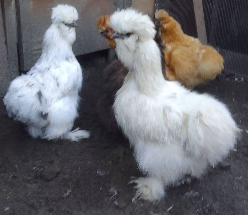 Kury silki USA barwy Paint