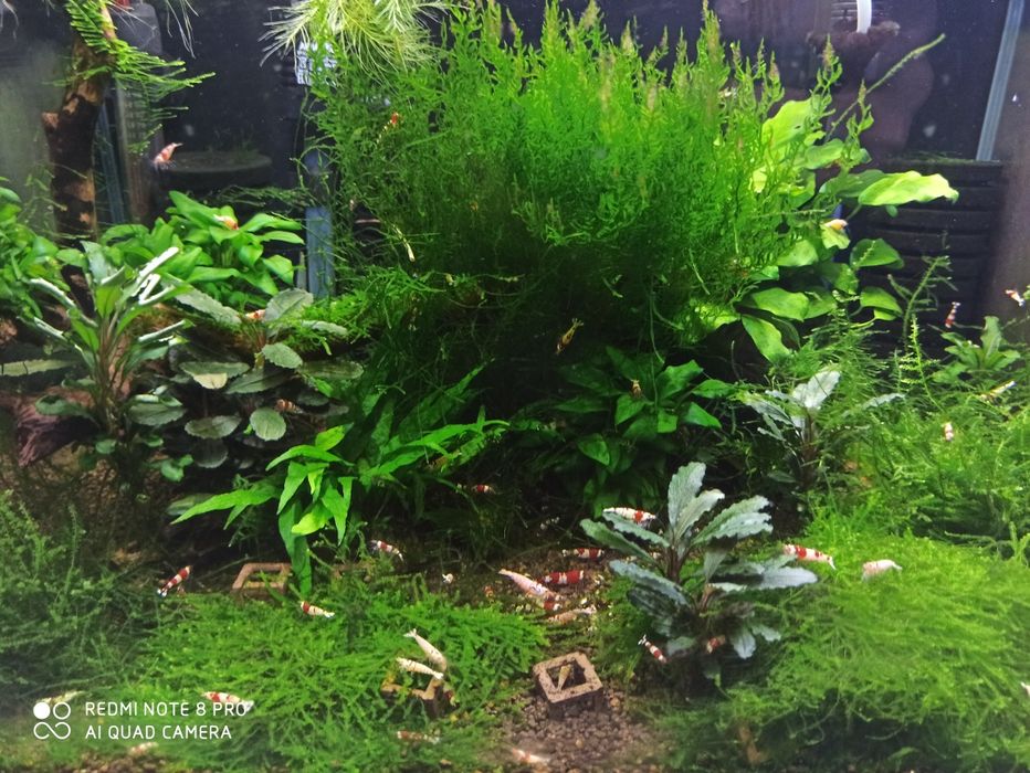 Krewerki Crystal Red S-SS - czysta linia