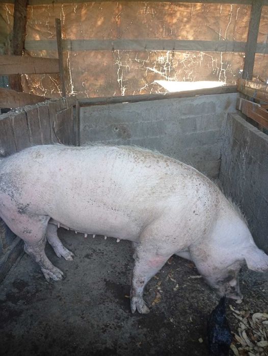 Exelente porca pietrain