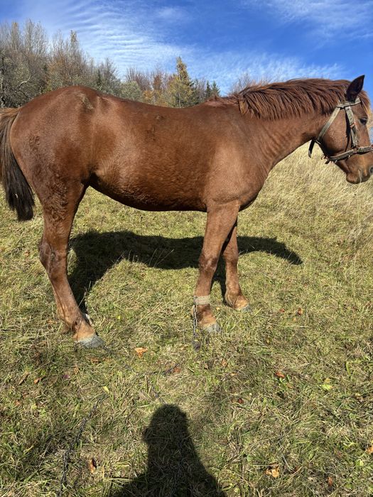 Кобила молода робоча продається