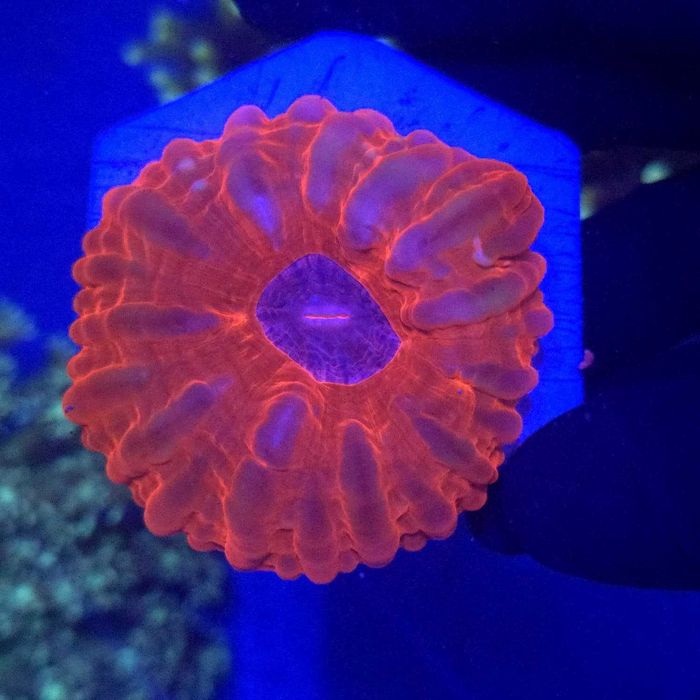 Cynarina Ultra Red WYSIWYG #1