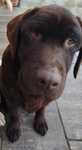 Oddam za darmo Labradorke