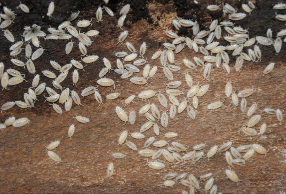 Stonoga tropikalna (Trichorhina tomentosa) isopody