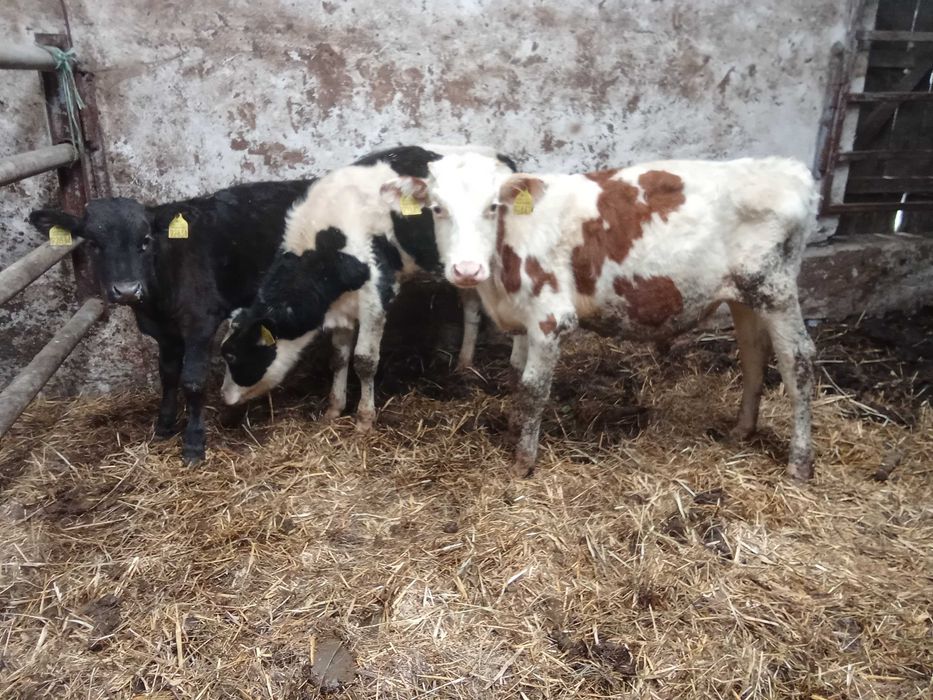 Sprzedam byczki żarłaki odchowane widoczne na zdjęciach