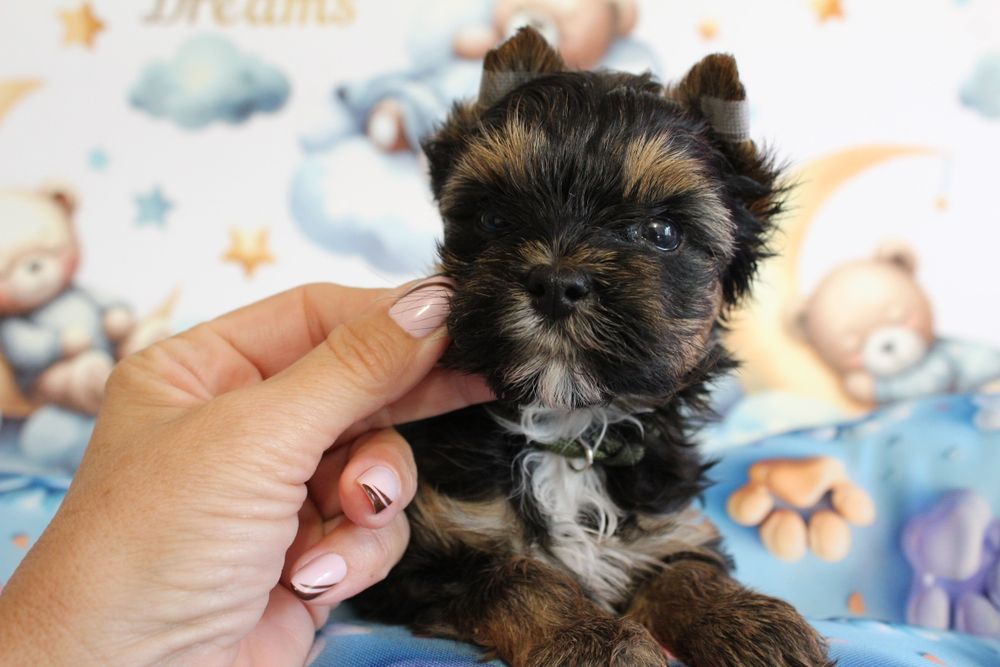 Yorkshire Terrier mini