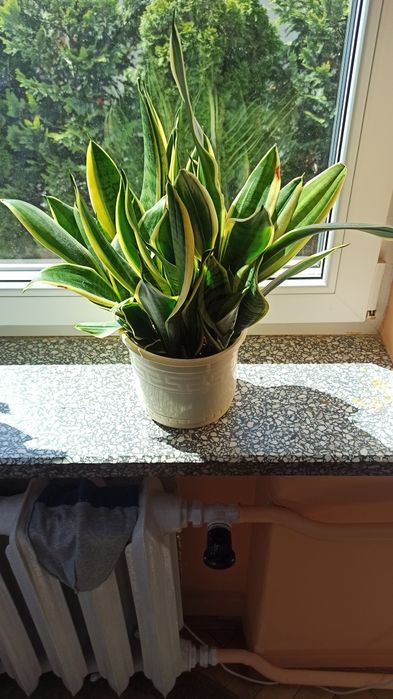 Sansevieira do sprzedania