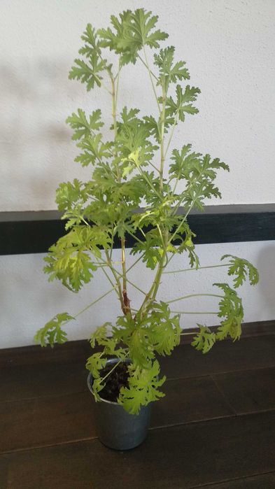 Duża anginka geranium