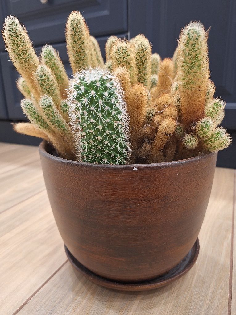 Kaktus mamilaria