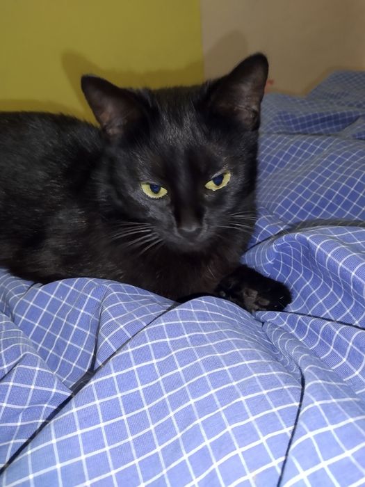 Кішка у пошуку сім'ї