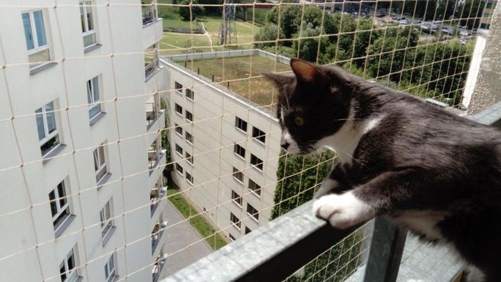 Zestaw Siatka Na Balkon Dla Kota Gołębie 4x2m, Oczko 50mm Bez Wierceni