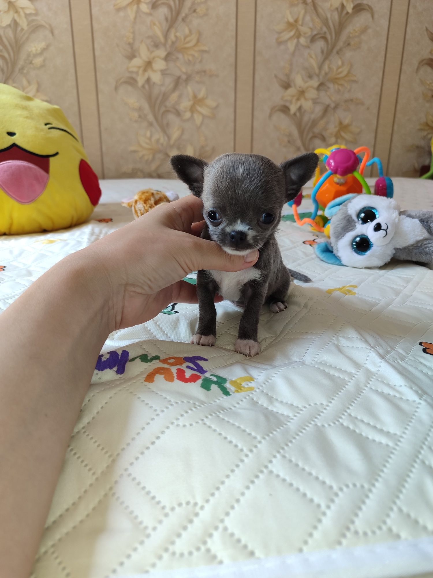 Цуценята Чихуахуа!