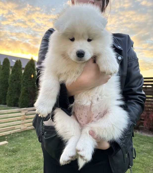 Amira suczka - szczeniak Samoyed - gotowa do odbioru