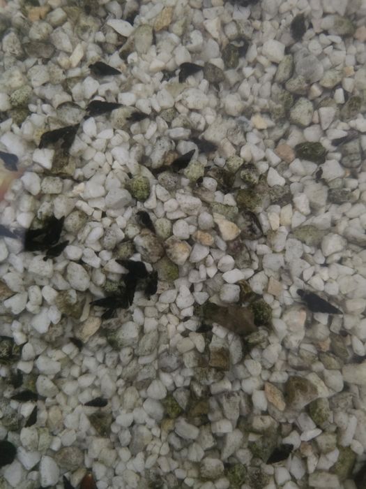 Oddam ślimaki swiderki