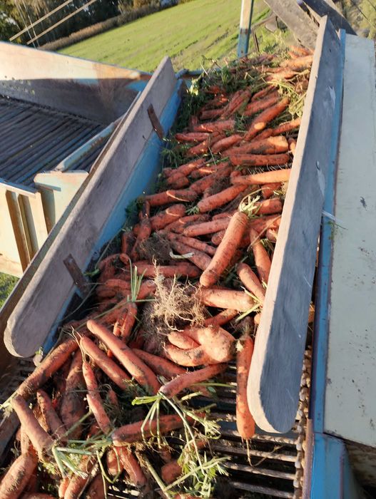 Marchew jadalna za koleją.