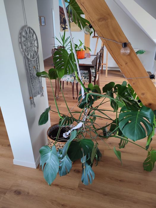 Piękna, zdrowa, duża Monstera
