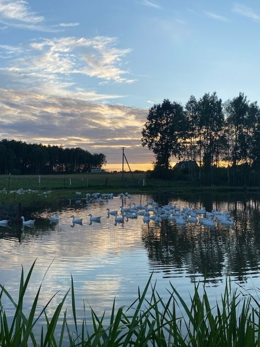 Gęsi z wolnego wybiegu