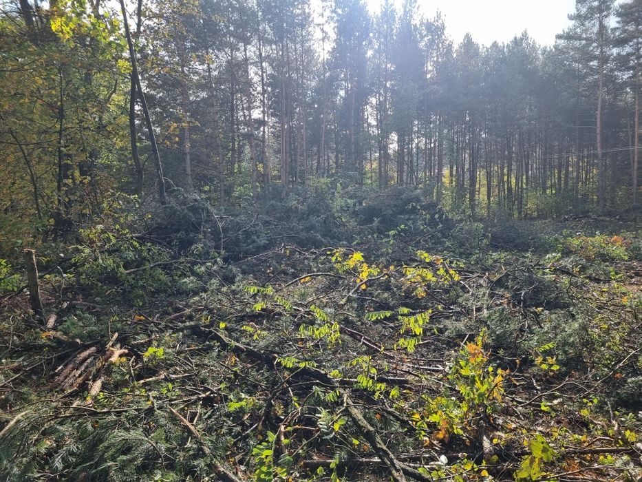 Oddam za darmo gałęzie po ścince. Głównie sosna i inne.