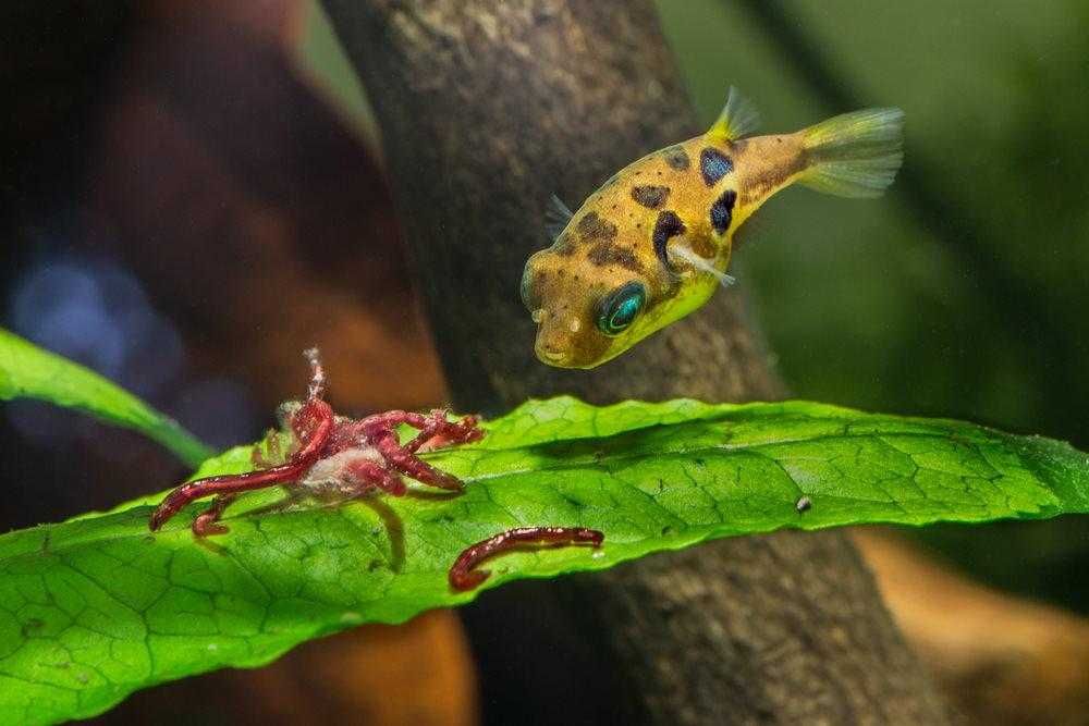 Kolcobrzuch karłowaty - Carinotetraodon travancoricus - Nadymka dowóz
