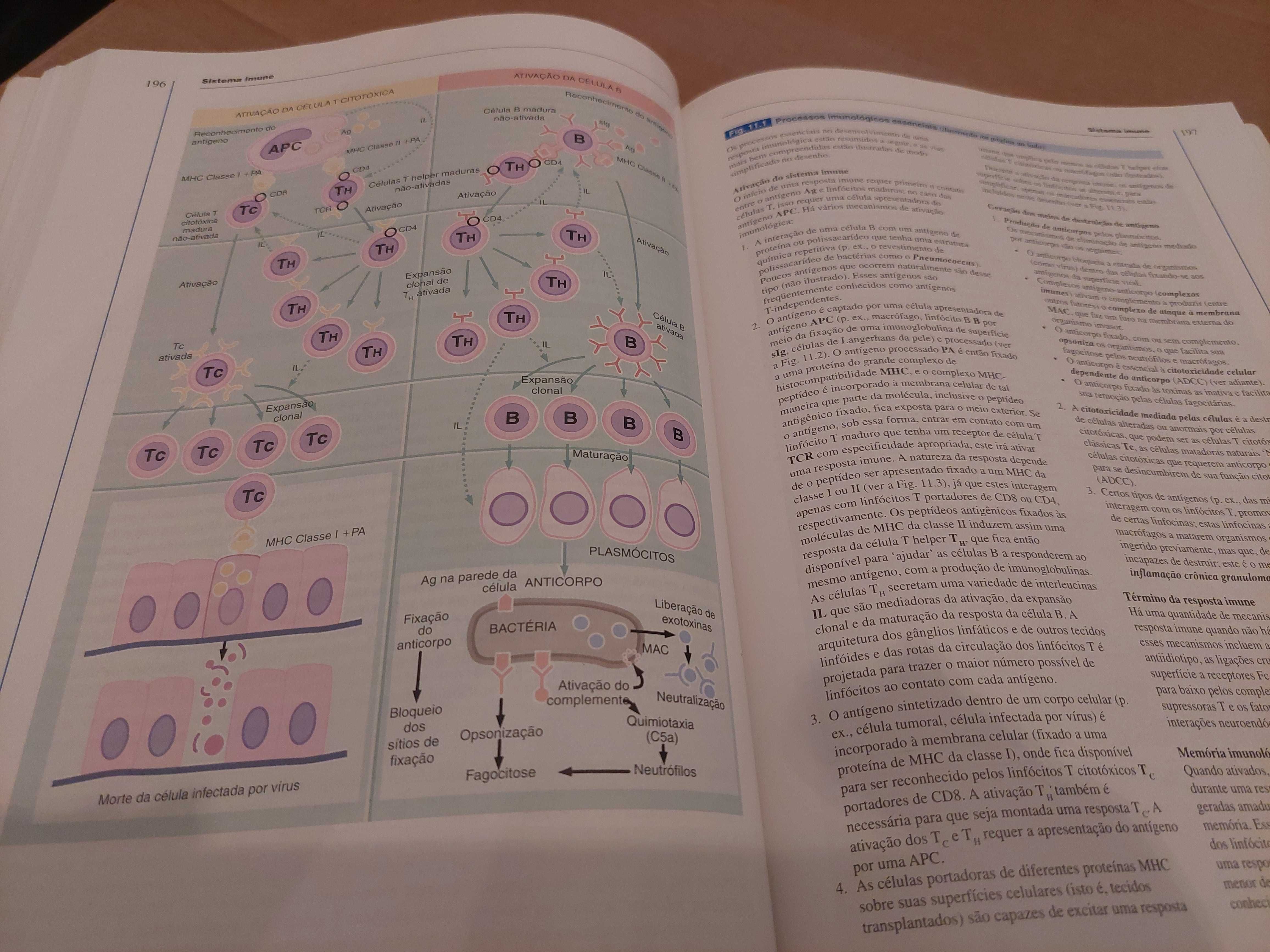 Livro “Wheater Histologia Funcional” - usado