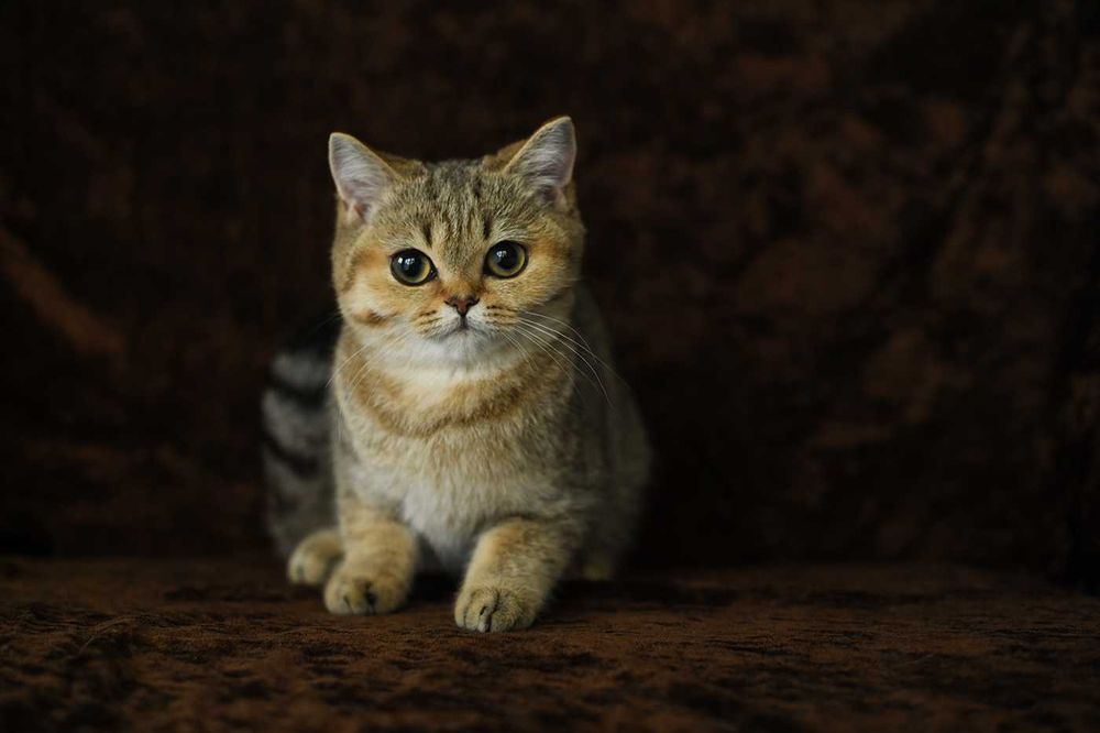 kot brytyjski-  kotka WCF