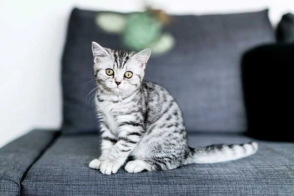 Британські кошенята Вискас