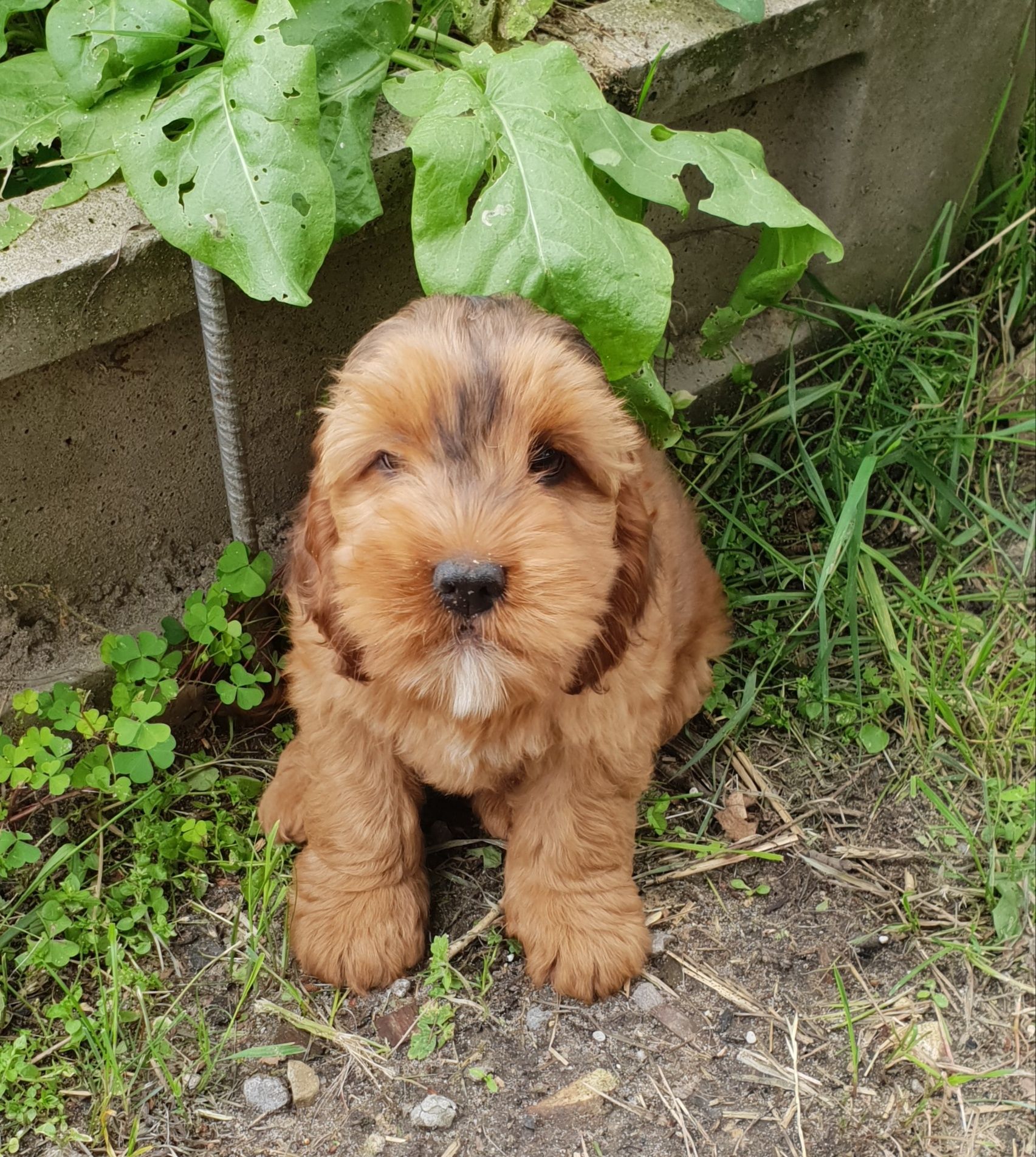 Cockapoo. Chłopczyk Kaspar. Hybryda. Cocker Spaniel Angielski/ pudel m