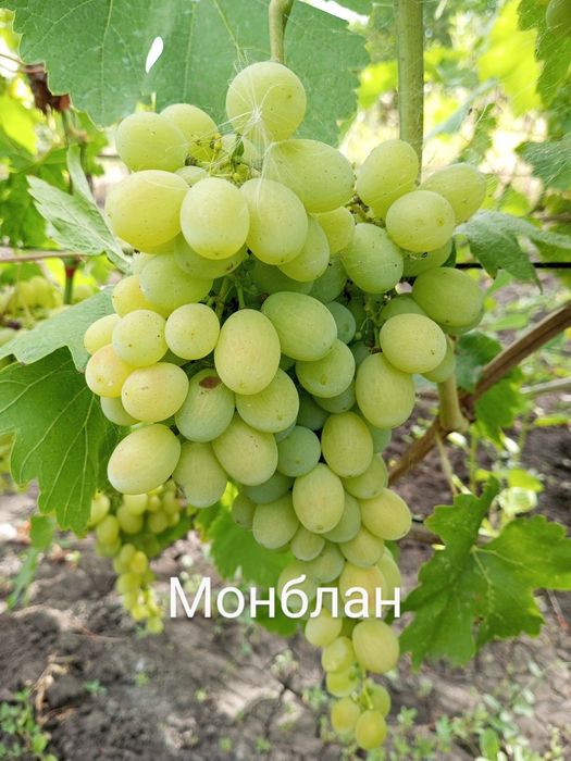 черенки та саджанці винограду