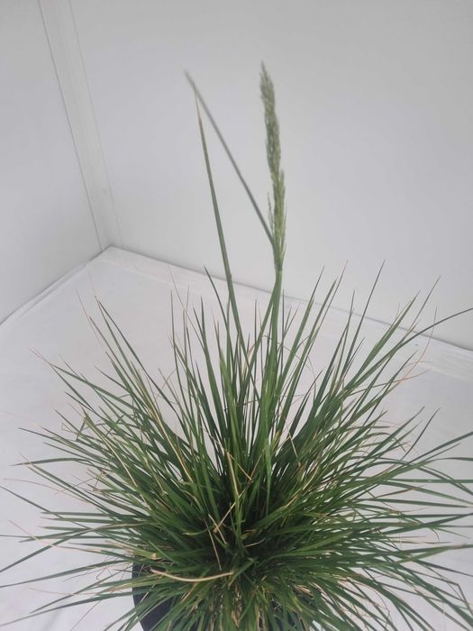 Śmiałek Darniowy – Dekoracyjna Trawa Ozdobna, Doniczka 5L