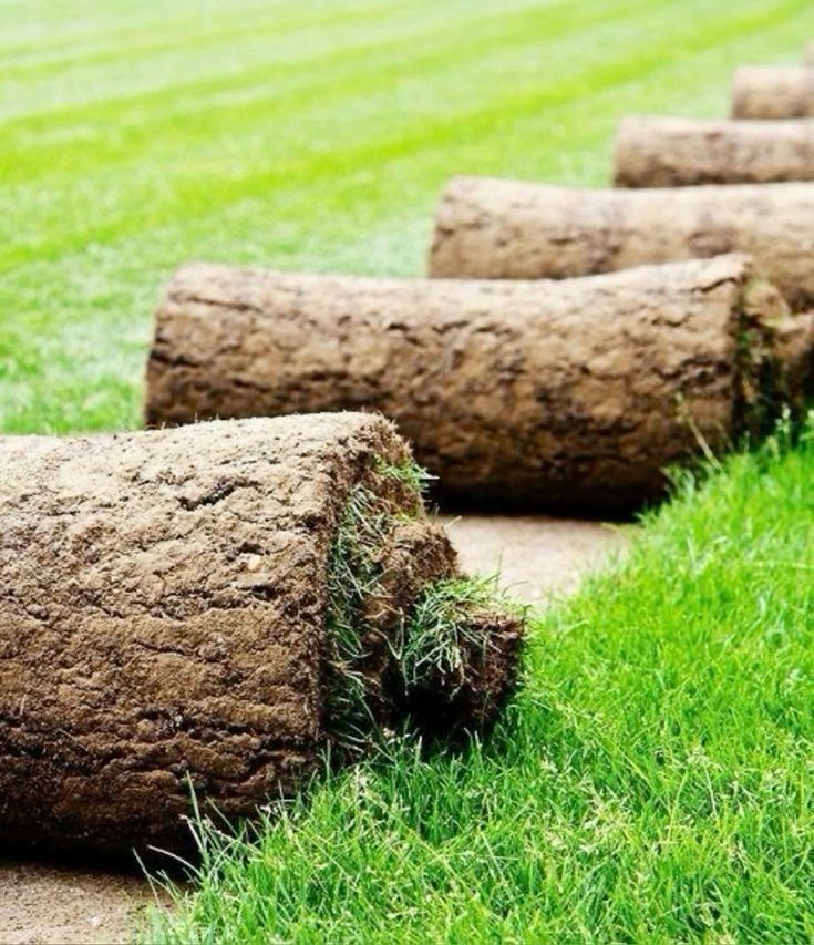 Рулонний газон, продаж, укладка рулонного газону, догляд