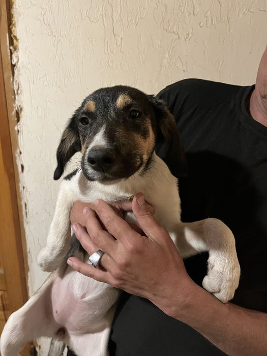 Отдадим щенков в хорошие руки