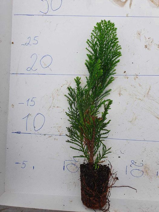 Кипарисовики живці 10см, П9