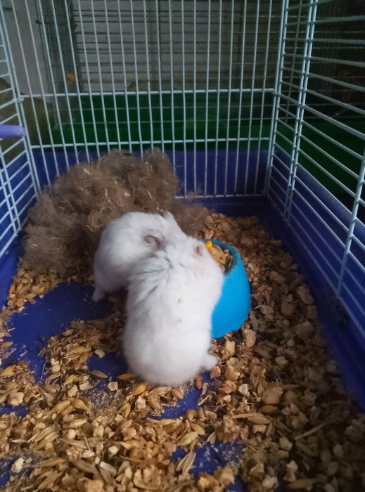 Хомячки Кременчуг