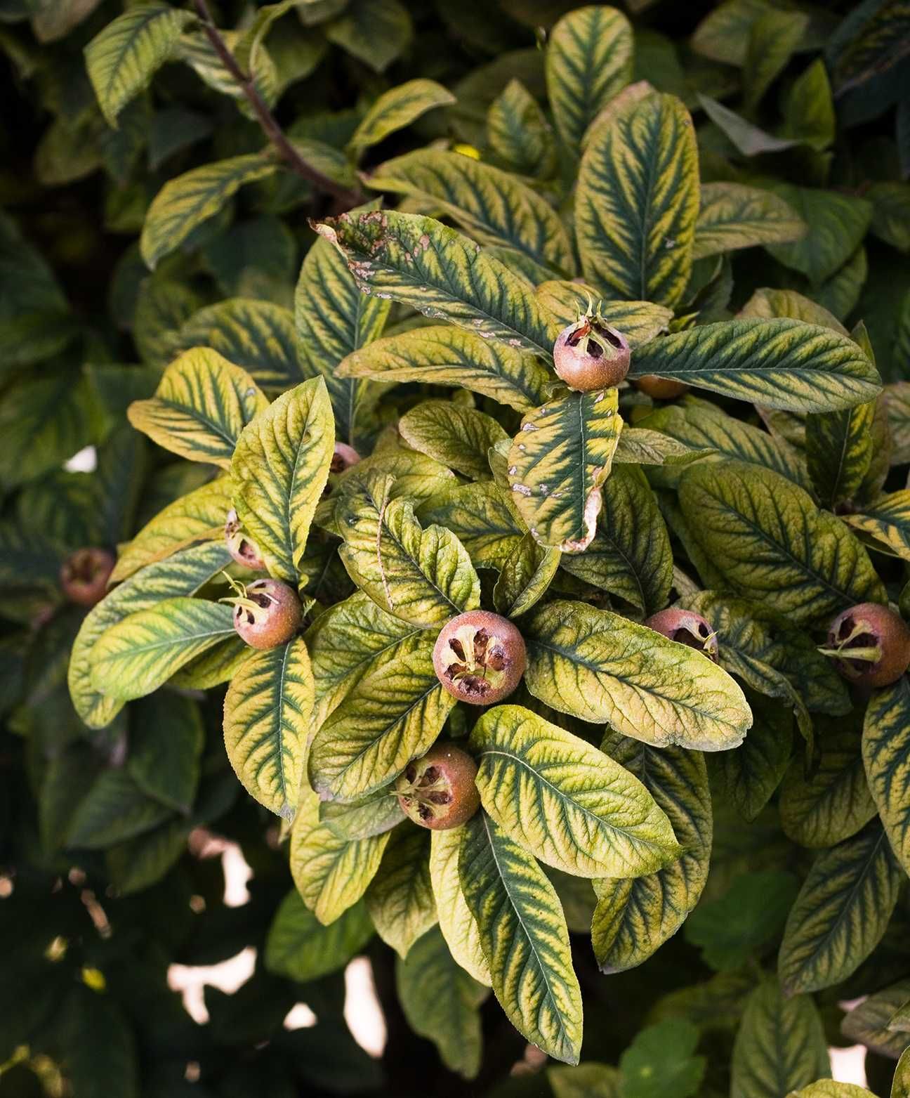 Plantas Frutíferas