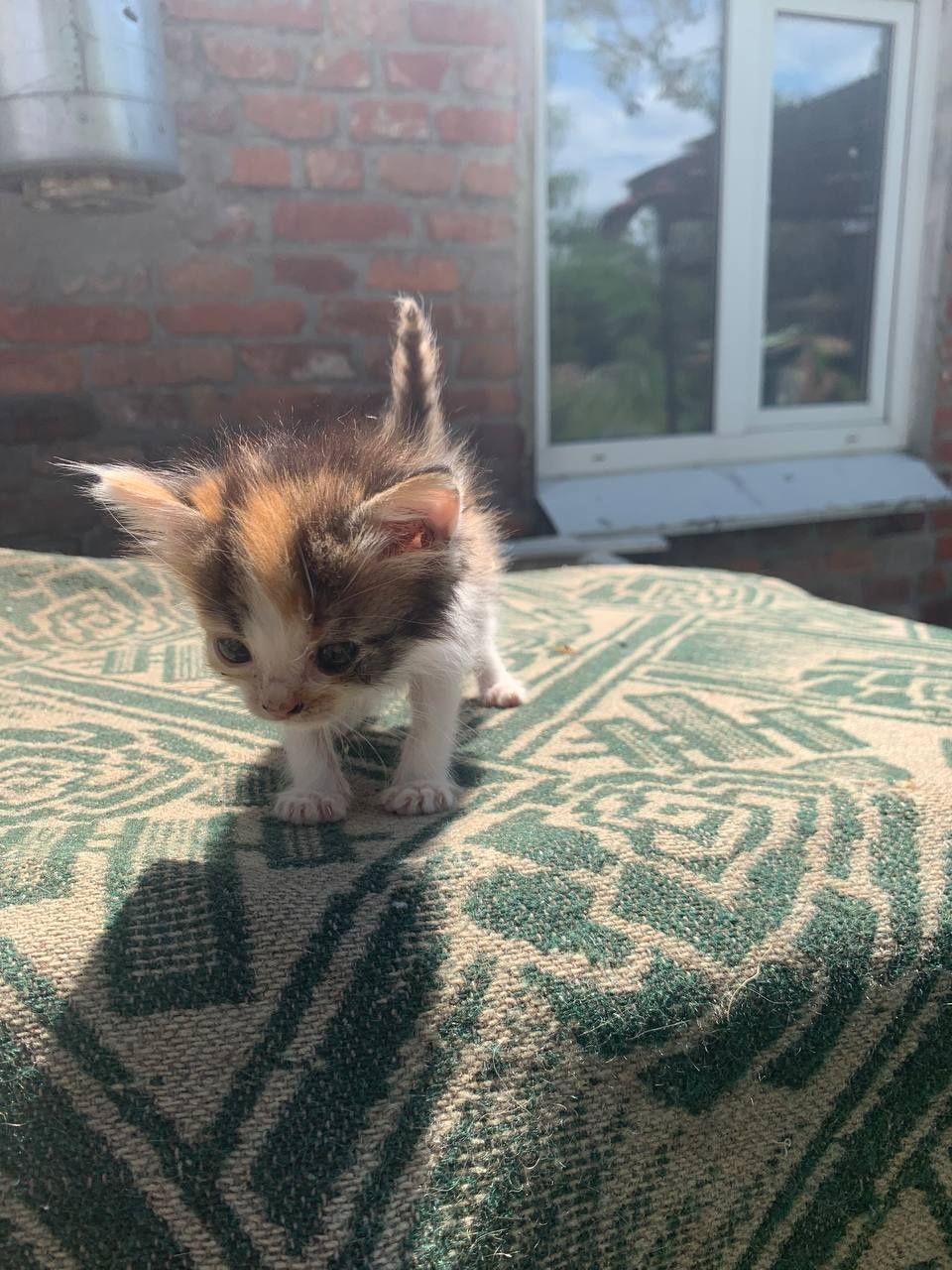 Отдам котят в хорошие руки