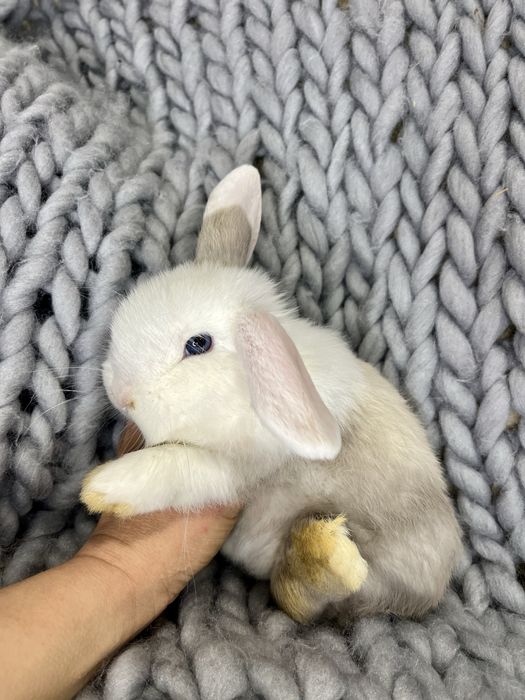 Królik mini lop * samiec * legalna hodowla