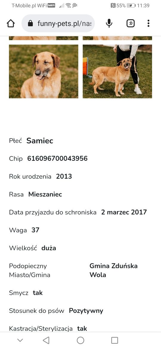 Cheetos czeka w schronisku na swojego człowieka