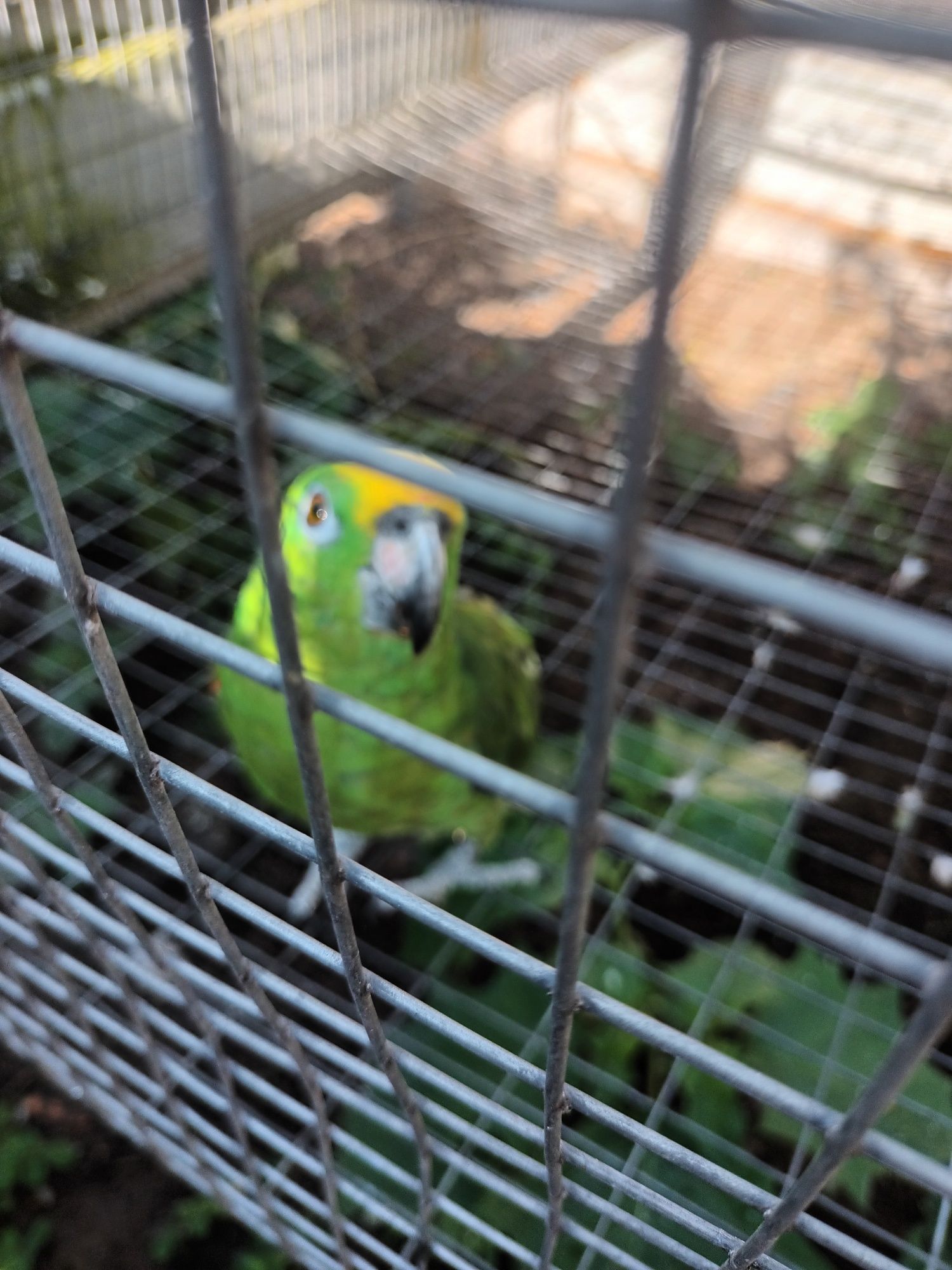 Papagaios ochrocephala