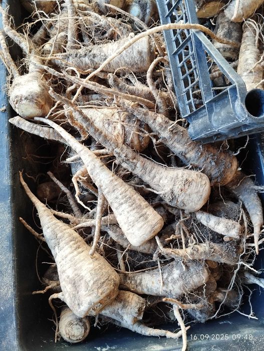 Warzywa: cebula, czosnek, marchew, buraki