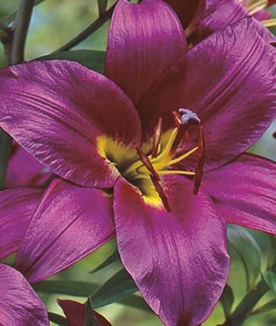 Lilie drzewiaste zestaw 6 różnych odmian 45 zł