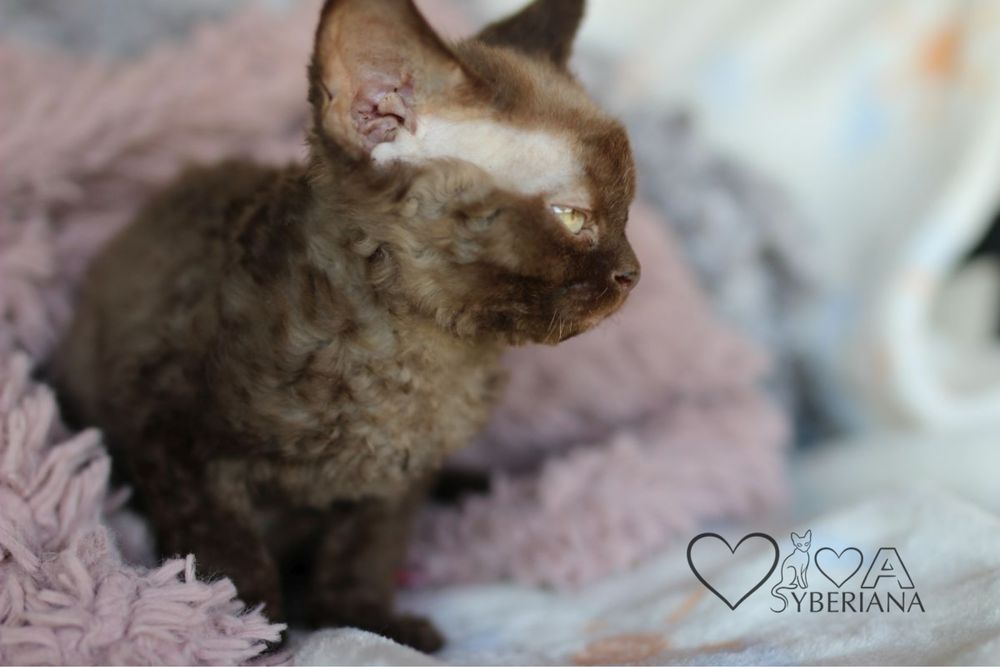 Czekoladowy kocurek devon rex