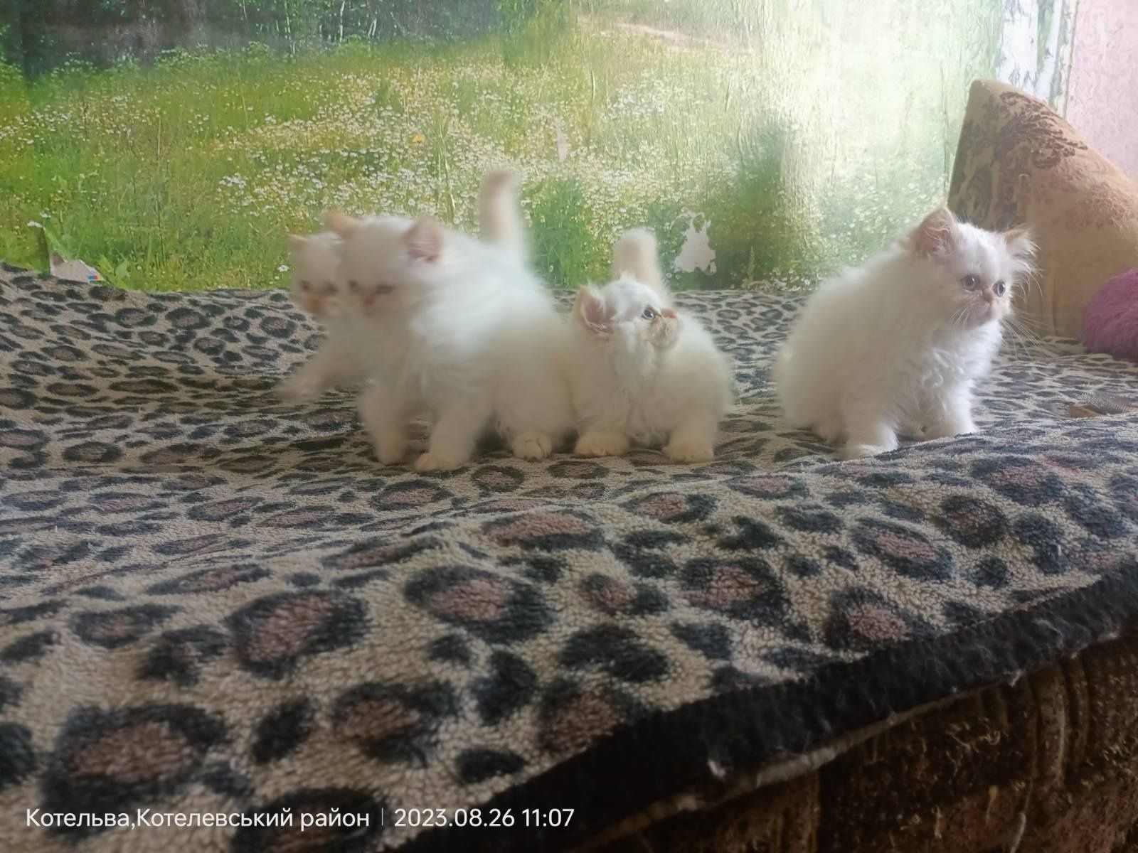 Продам персидських кошенят