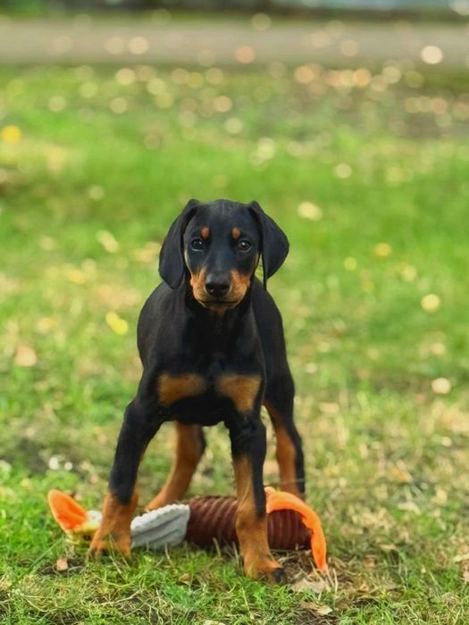 Doberman -szczeniak