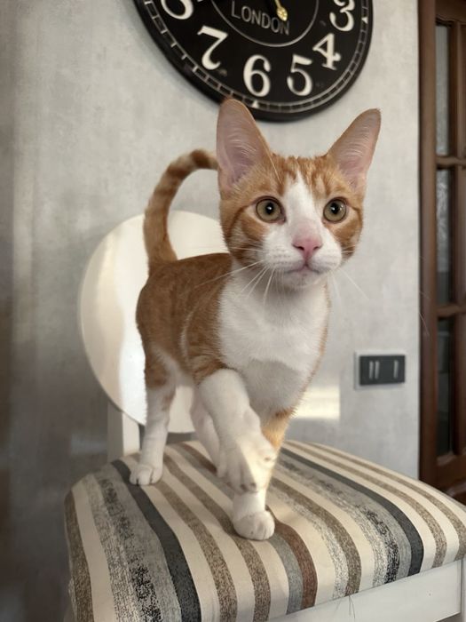 Отдам кота кіт безплатно безкоштовно