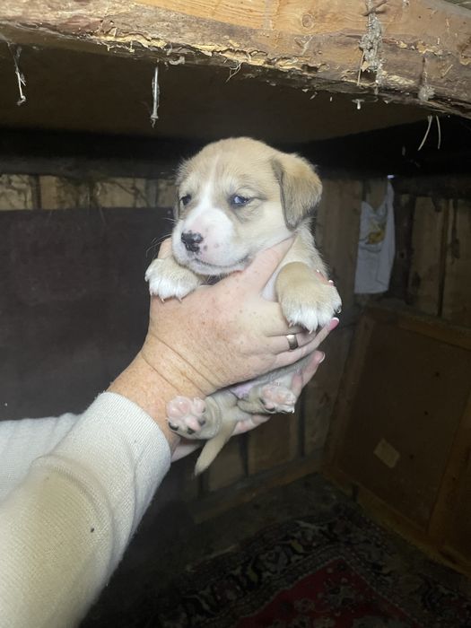 Цуценята, щенки, безкоштовно